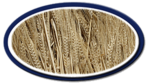 Grain - Barley, Wheat, Canola