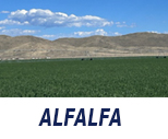 Salazar Alfalfa