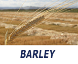 Salazar Malt Barley