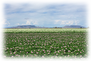 Potato Fields at Salazar Farms