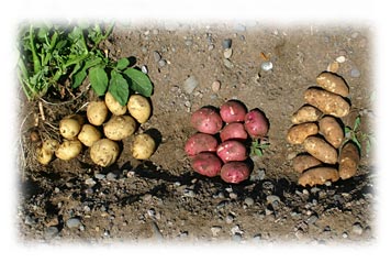 Salazar Potatoes