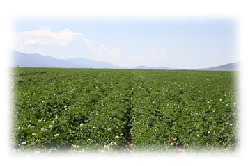 Salazar Potatoes
