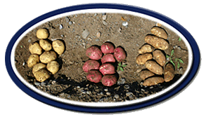 Seed Potatoes